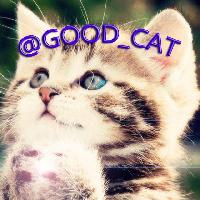 Добрый 😇 Кот 🐈