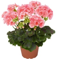 Герань для Остроты