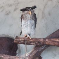 Гудбай Совдепистан